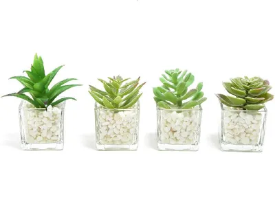 Mercury Home biljka u staklenoj saksiji 11286, 9x6x6 cm - sorto