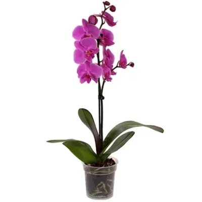 Orhideja Phalaenopsis 1 stabljika