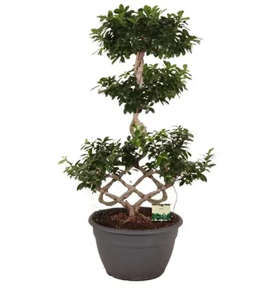 Bonsai Ficus T30 H80