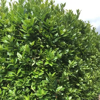 Grm lovora - Laurus Nobilis