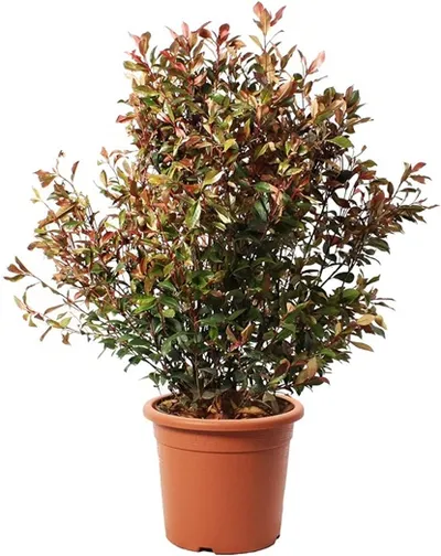 Photinia Robusta Compacta
