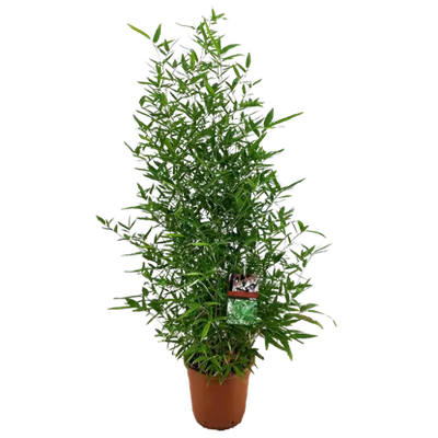 Phyllostachys Bissetti | Bambus | T28/H125
