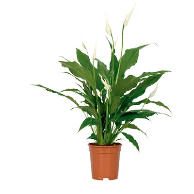 Spathiphyllum Rondo