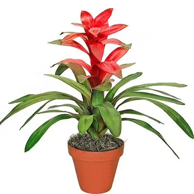 Guzmania El Cope | Guzmania, Bromelia | T12/H40