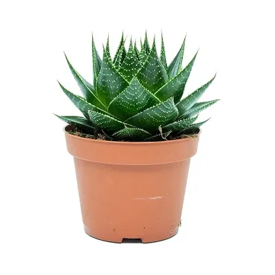 Aloe aristata