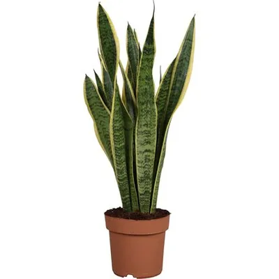 Sansevieria laurentii | Sablja, Svekrvin jezik, Indijansko pero, Sabljica, Mač, Biljka sreće, Koplje Afrike | Ø21/H70