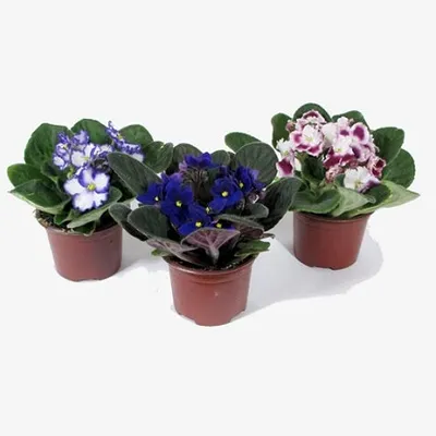 Saintpaulia mix boja