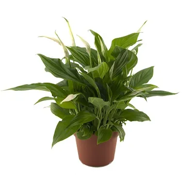 Spathiphyllum 'Pearl Cupido'