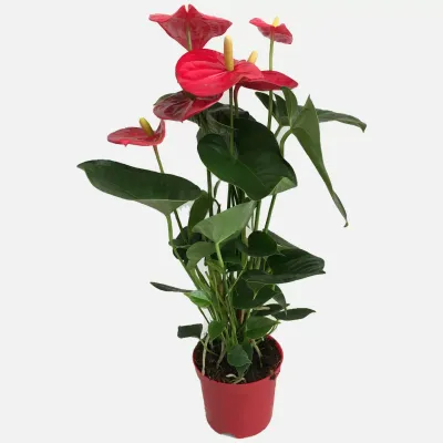 Anthurium Andreanum