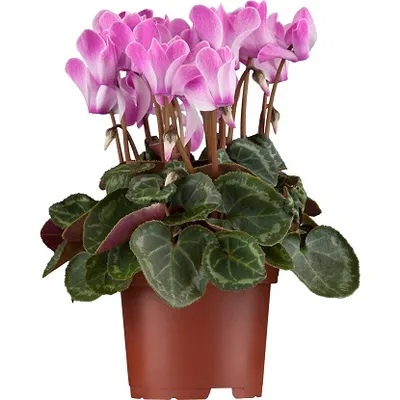 Cyclamen | Ciklama, Zimska ljepotica, Alpska ljubičica | Ø13/H30