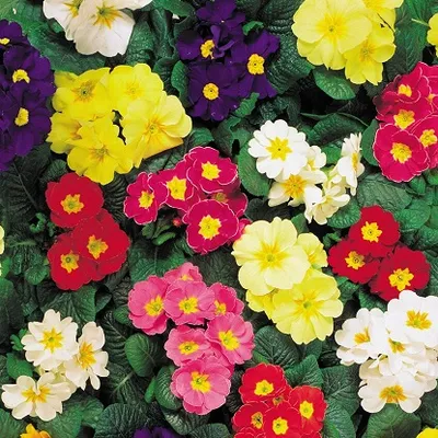 Primula T9
