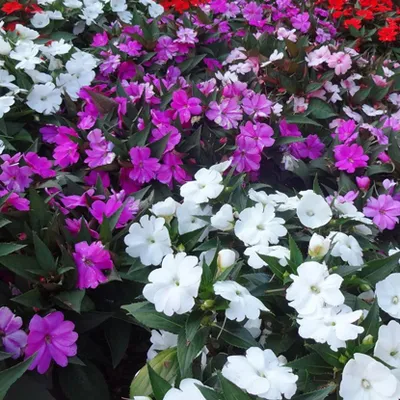 Sunpatiens