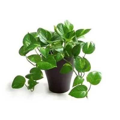 Epipermnum aureum | Zlatni puzavac, Đavolji bršljan, Zlatni scindapsus | Ø12/H20