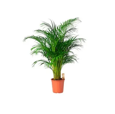 Palma Areca lutescens