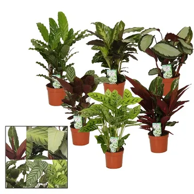 Calathea Marante | Kalateja | T13/H40