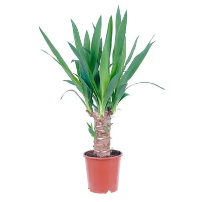 Yucca stablo