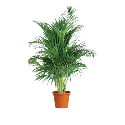 Chamaedorea elegans | Palma sreće, Brdska palma | Ø12/H55