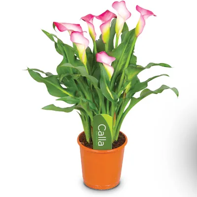 Kala lat. Zantedeschia aethioipica