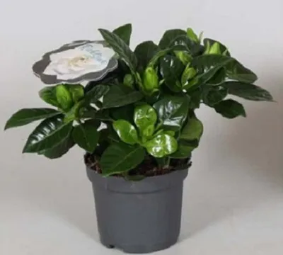 Gardenia jasminoides | Jasminova ruža | T13/H25