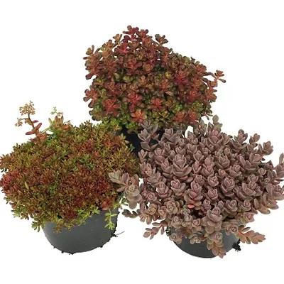 Sedum mix | T12/H15