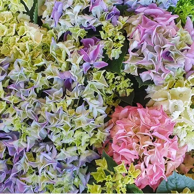 Hortenzija mix syn. Hydrangea mix