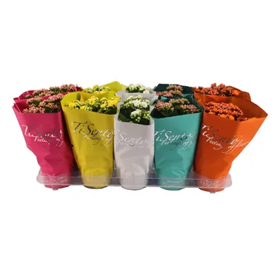 Kalanchoe / T10 H20