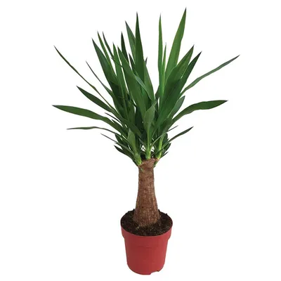 Yucca 20cm