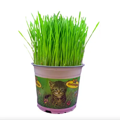 Cyperus | Mačija trava | T13/H20