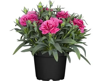 Dianthus | Karanfil | T9/H20