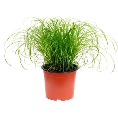 Cyperus alternifolius Zumula / mačja trava / Ø12/H30