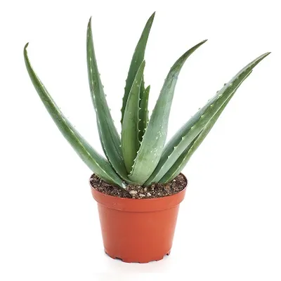 Aloe vera Barbadensis | Aloja | T12/H15