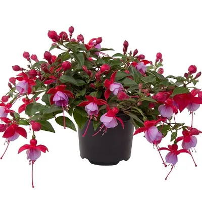 Fuchsia