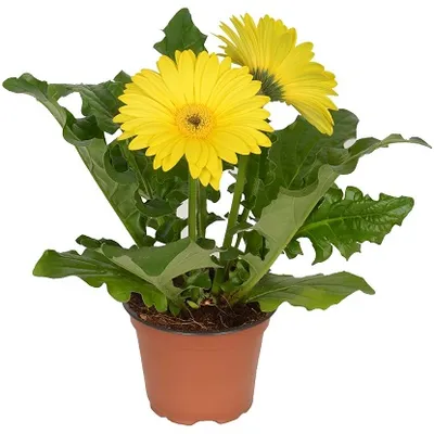 Gerbera jamesonii | Gerber žuti | T12/H20