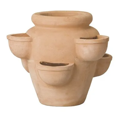Lončanica jagoda Terracotta