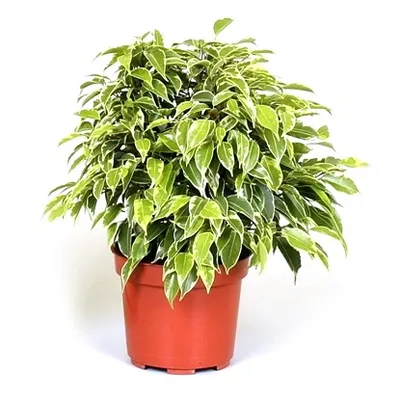 Ficus benjamina | Benjamin | Ø12/H25