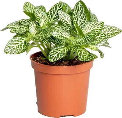 Fittonia verschaffeltii | Fotinija | T10,5/H15