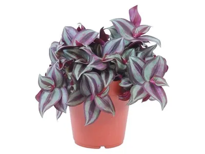 Tradescantia | Tradeskancija | T12/H15