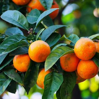 Mandarina ''Zorica rana"