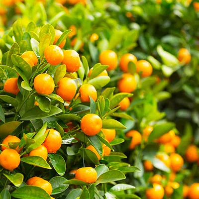 Kumquat 'Fortunela Margarita'