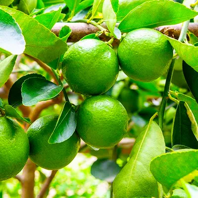 Limeta ''Tahiti''
