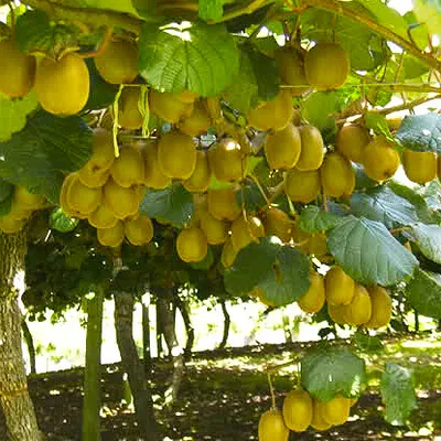 Kiwi ''Hayward-Matua''