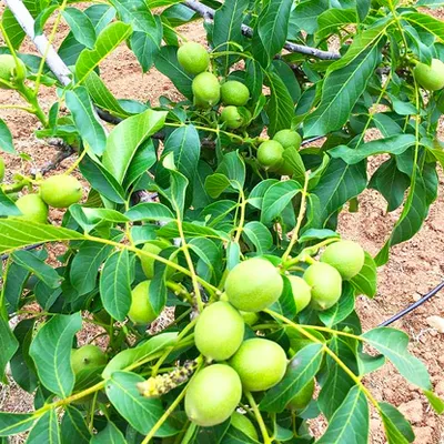 Sadnica orah "Domaći sijanac"