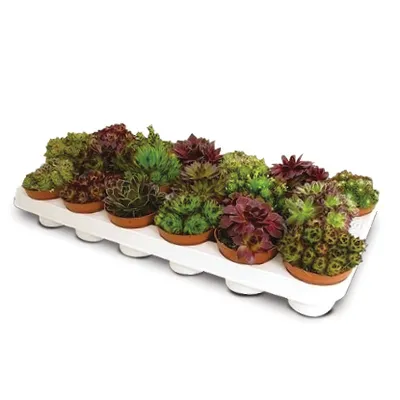 Sempervivum Mix