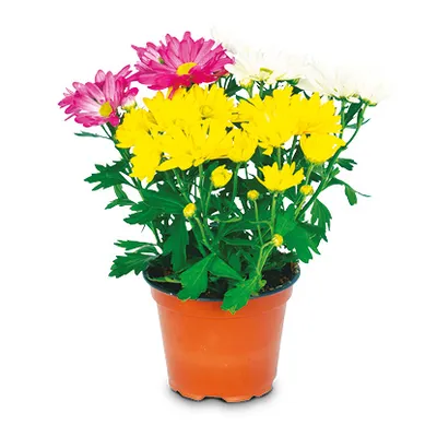 Chrysanthemum Carneval | Krizantema | T12/H20-25