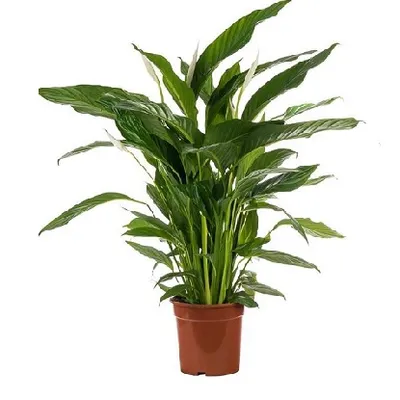 Spathiphyllum Bingo Cupido