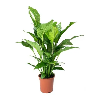 Spathiphyllum sweet lauretta