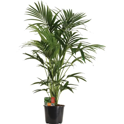 Howea forsteriana
