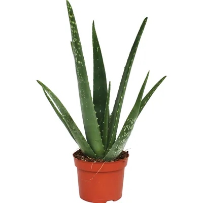 Aloe vera clumb