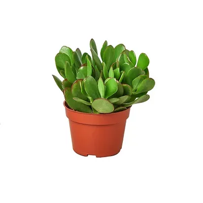 Crassula ovata