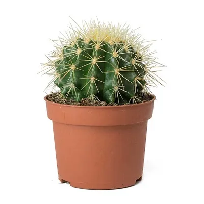 Echinocactus grusonii